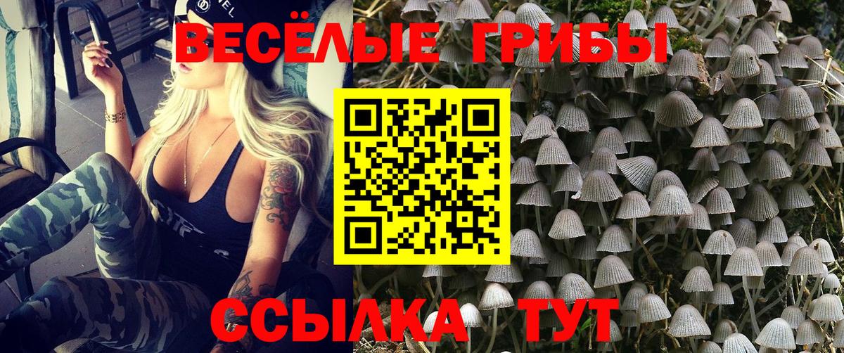 Псилоцибиновые грибы Psilocybe Серов